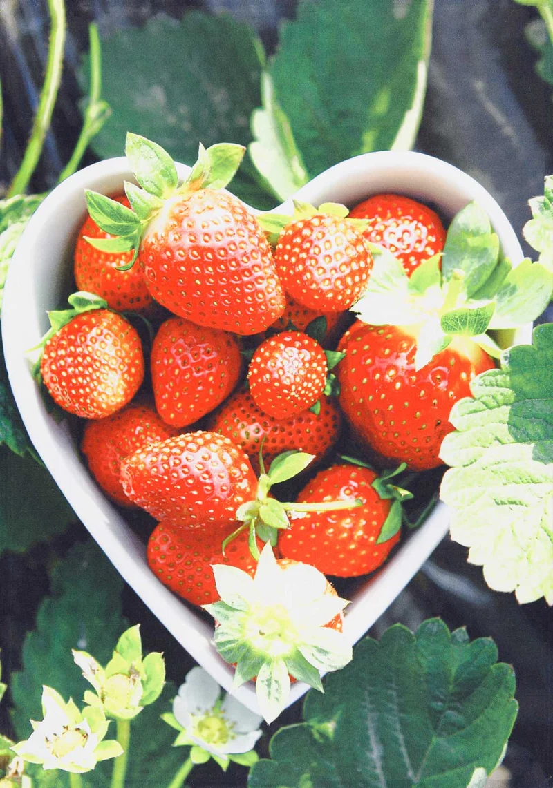 Kracht Geschirrtuch 50x70 Erdbeeren Digitaldruck 100% Baumwolle 255-664