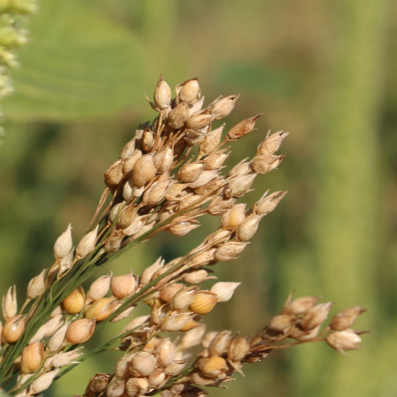Hirsekissen mit Zirbenspänen, Bio (kbA)